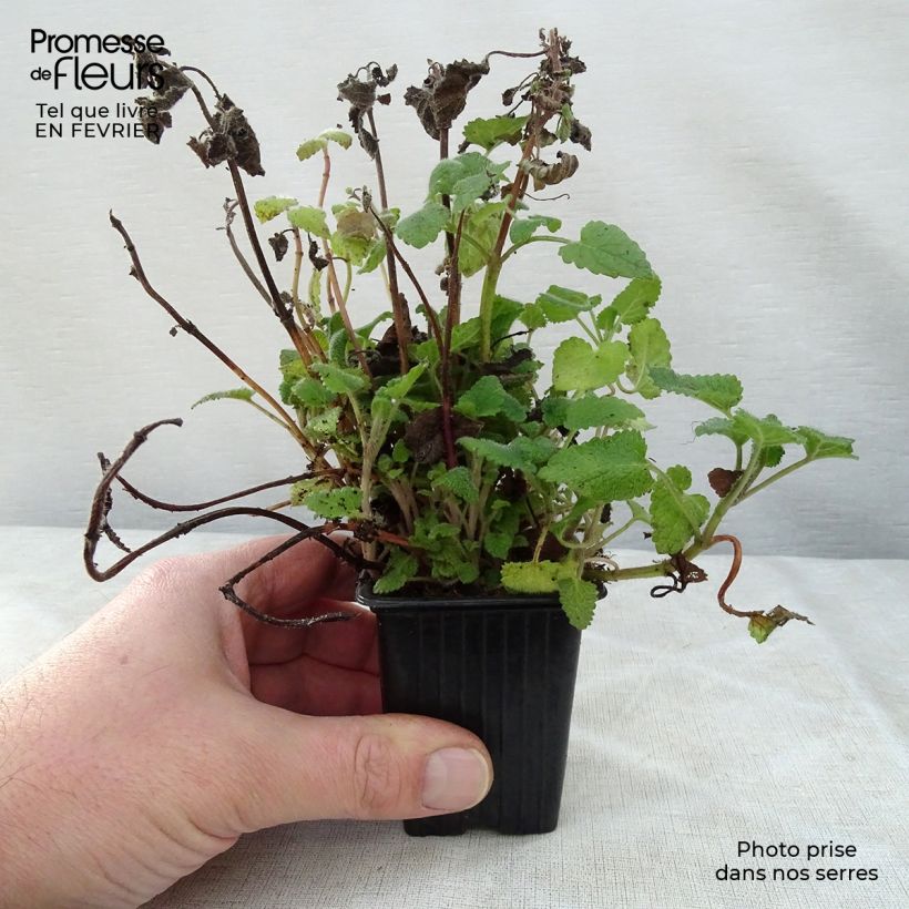 Melisa Altissima Maceta de 7/8 cm Ejemplar entregado en invierno