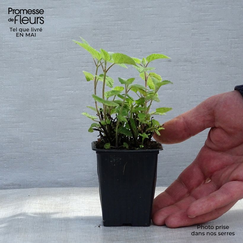 Melisa Altissima Maceta de 7/8 cm Ejemplar entregado en la primavera