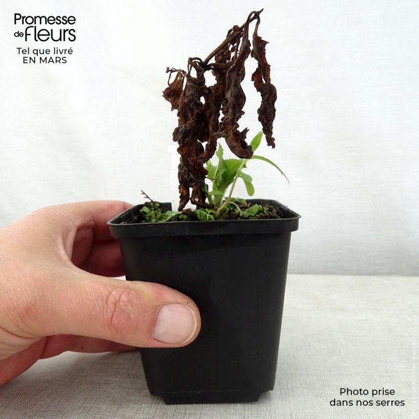 Melittis melissophyllum - Melisa bastarda Maceta de 8/9 cm Ejemplar entregado en la primavera