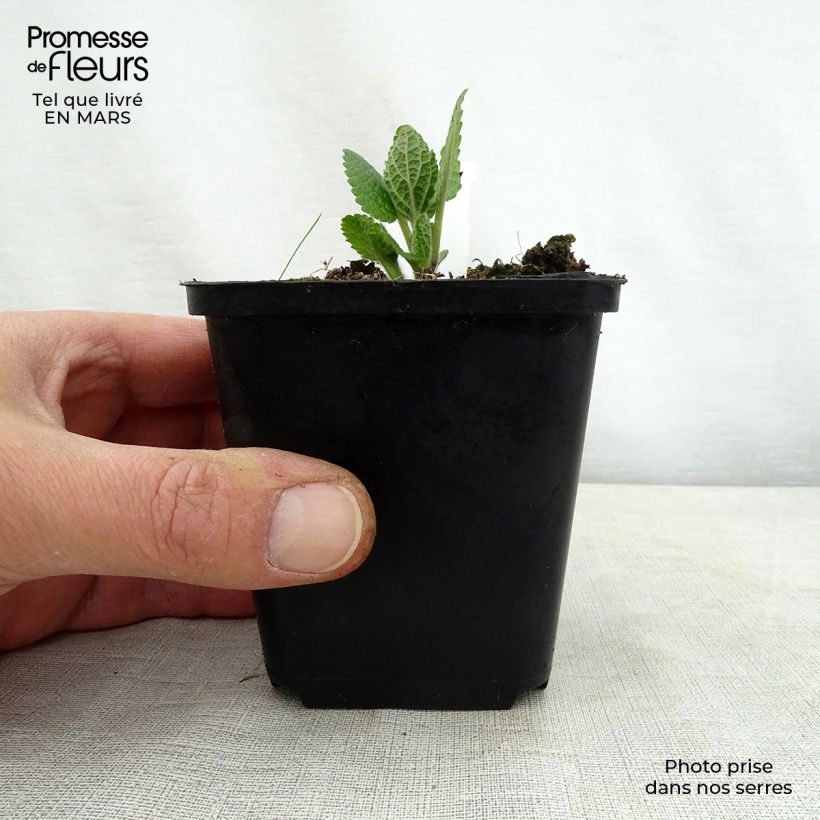 Melittis melissophyllum Alba - Melisa bastarda Maceta de 8/9 cm Ejemplar entregado en la primavera