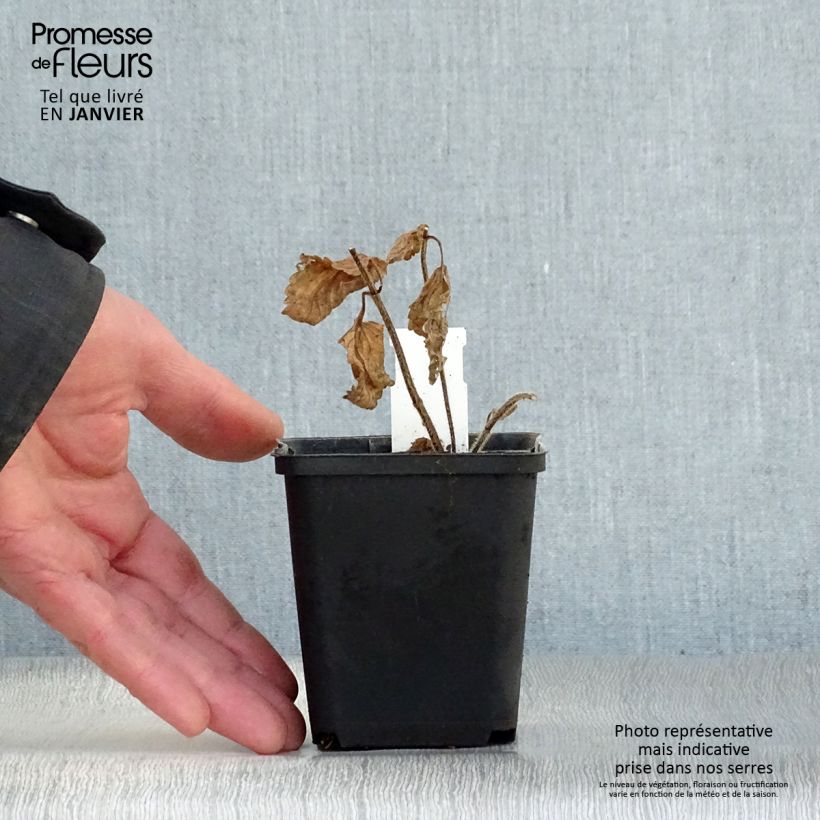 Melittis melissophyllum Alba - Melisa bastarda Maceta de 8/9 cm Ejemplar entregado en invierno