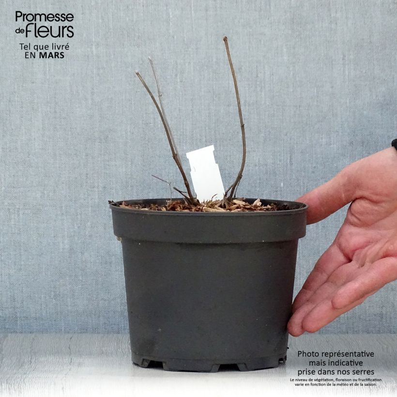 Melittis melissophyllum Alba - Melisa bastarda Maceta 2L/3L Ejemplar entregado en la primavera