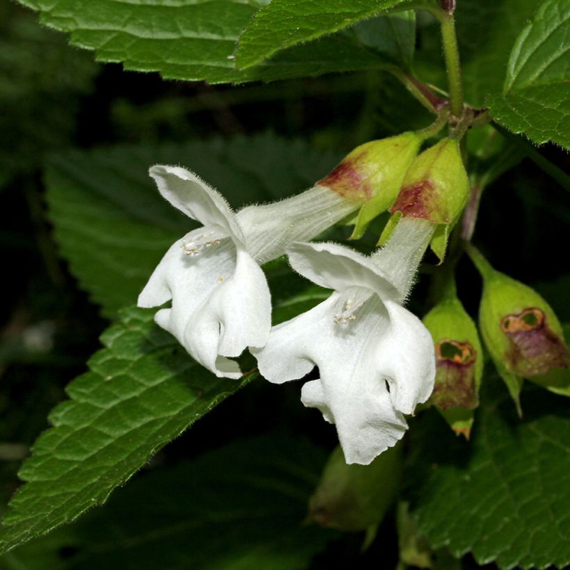Melittis melissophyllum Alba - Melisa bastarda (Floración)