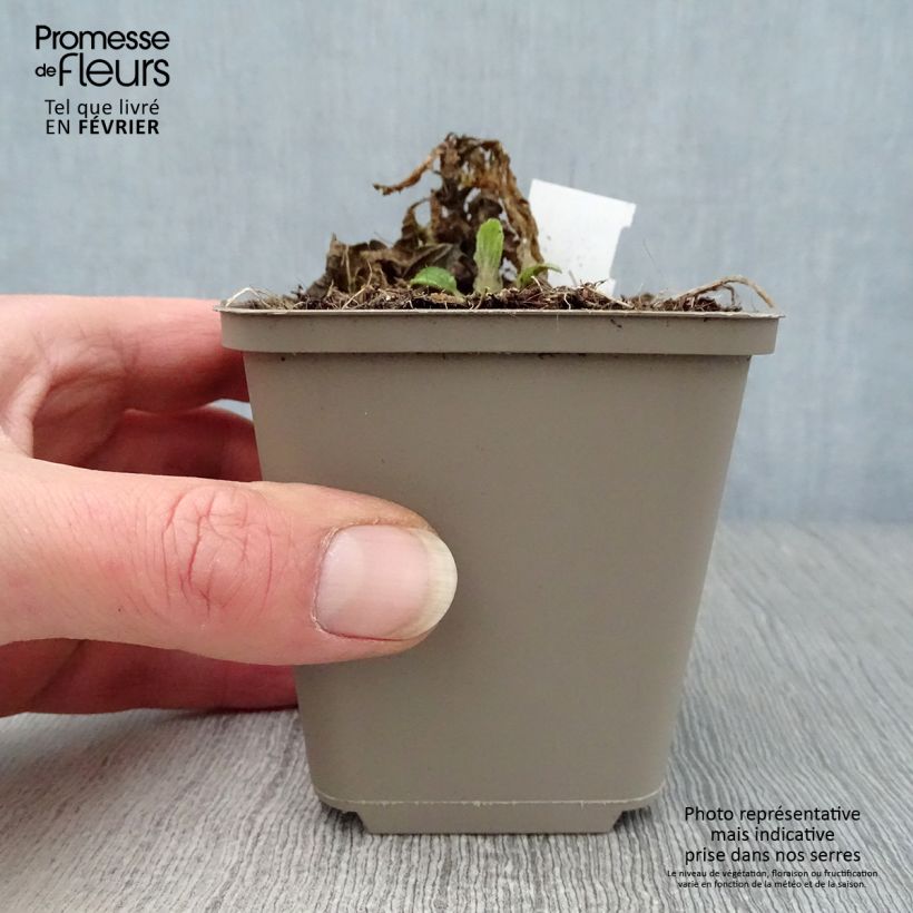 Melittis melissophyllum - Melisa bastarda Maceta de 8/9 cm Ejemplar entregado en invierno