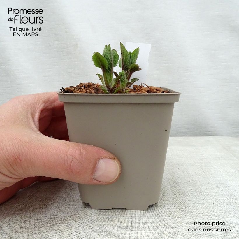 Melittis melissophyllum Royal Velvet - Melisa bastarda Maceta de 8/9 cm Ejemplar entregado en la primavera