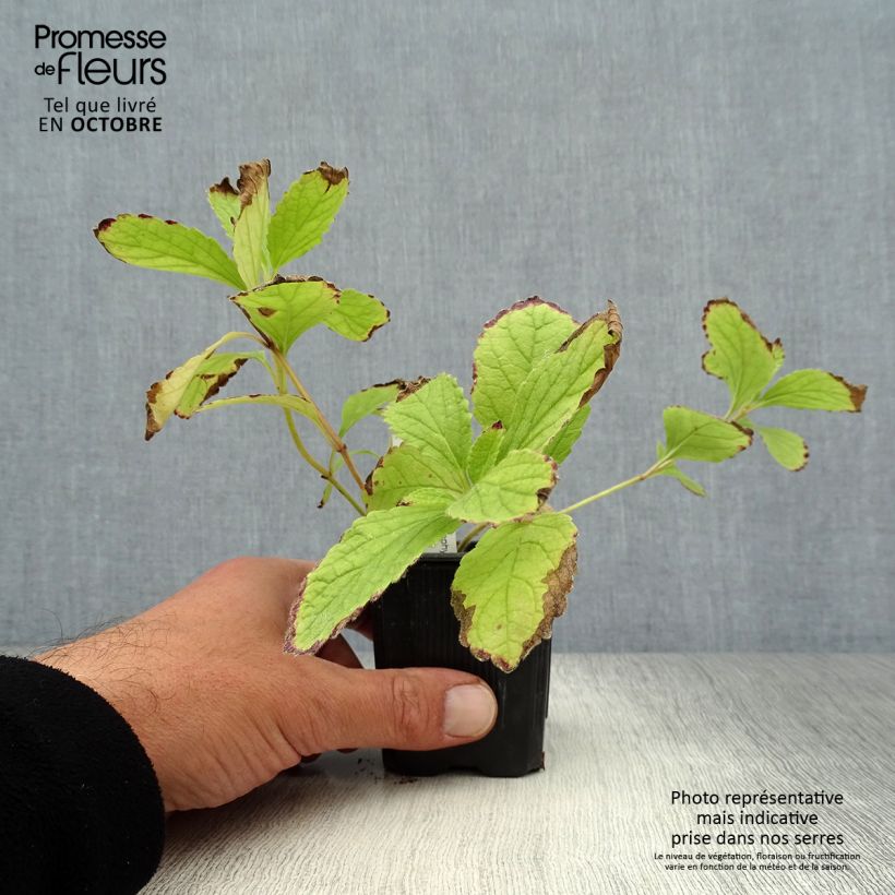 Ejemplar de Melittis melissophyllum Royal Velvet - Melisa bastarda Maceta de 8/9 cm entregado en otoño