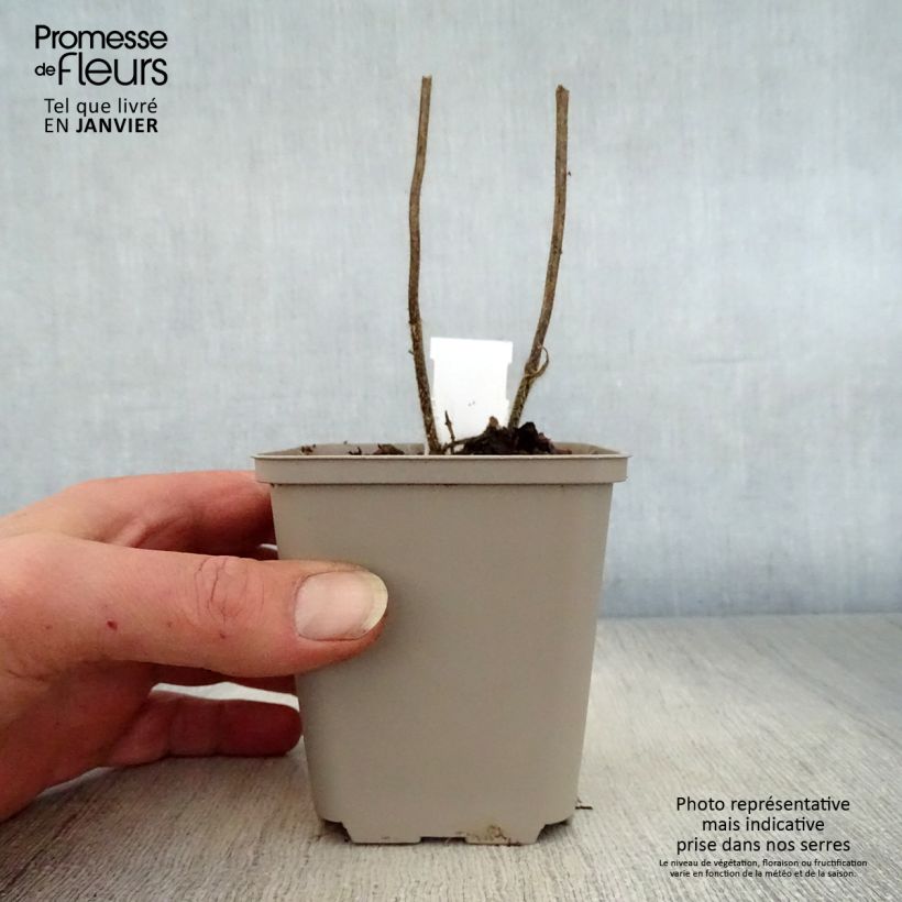 Melittis melissophyllum Royal Velvet - Melisa bastarda Maceta de 8/9 cm Ejemplar entregado en invierno