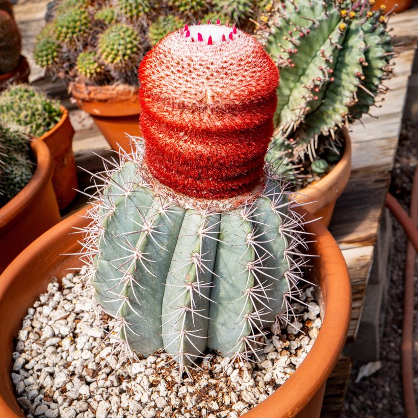 Cactus - Melocactus azureus (Porte)