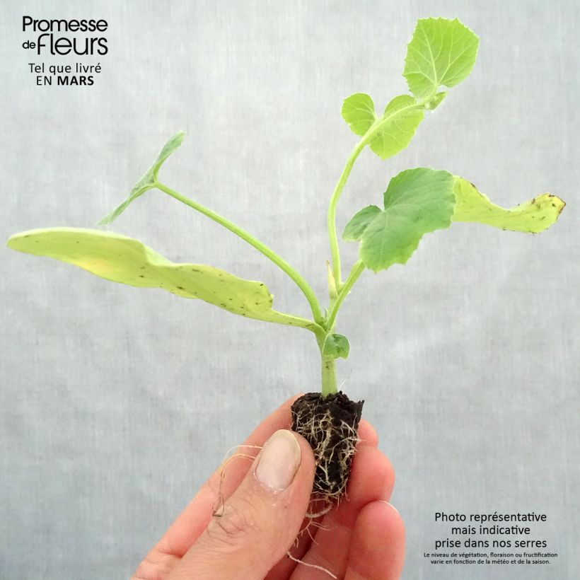 Melón Cyrano F1 minicepellón: Ø 1,5/2,5 cm Ejemplar entregado en la primavera