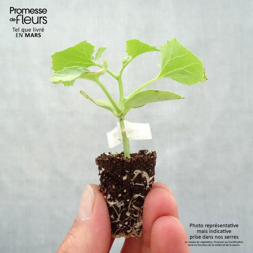Melón Cyrano F1 (planta interjada) minicepellón: Ø 3/4 cm Ejemplar entregado en la primavera