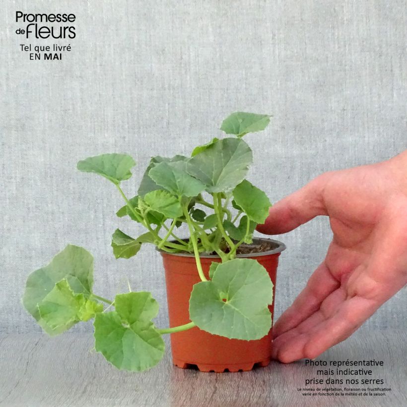Melón Cyrano F1 (planta interjada) Maceta de 8/9 cm Ejemplar entregado en la primavera