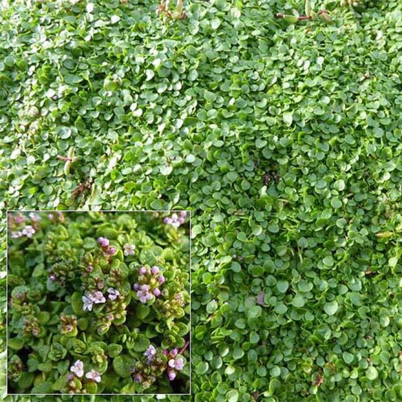 Menta corsa - Mentha requienii (Floración)