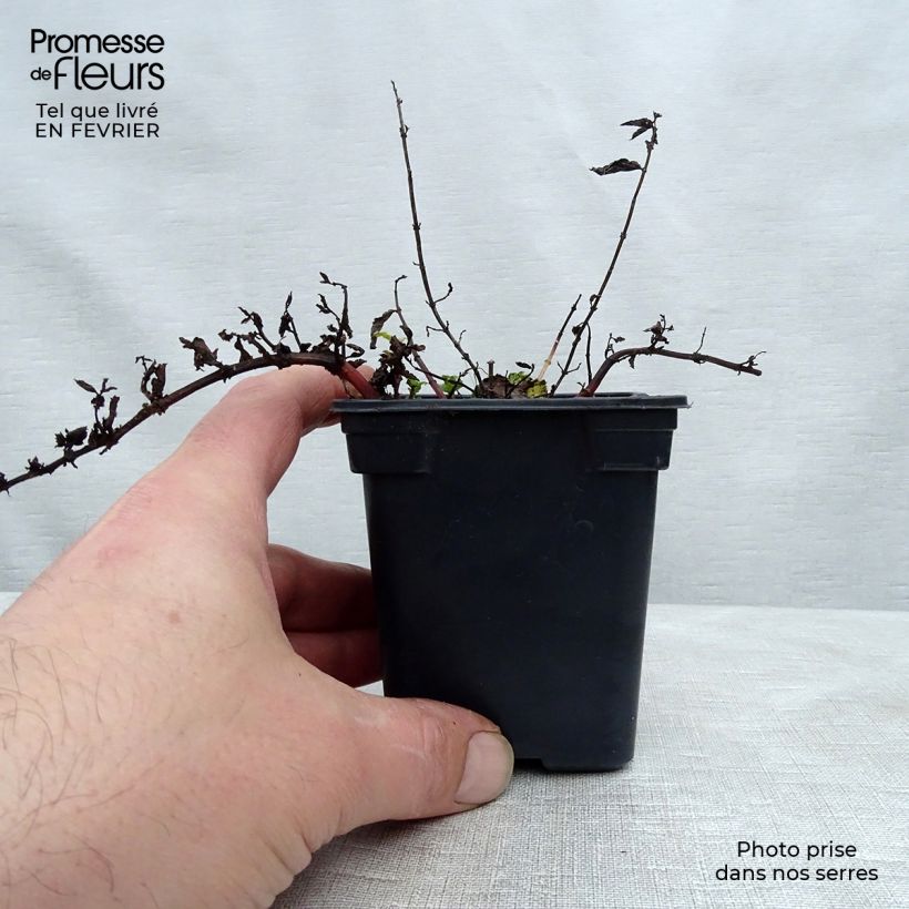 Menta argelina Maceta de 7/8 cm Ejemplar entregado en invierno