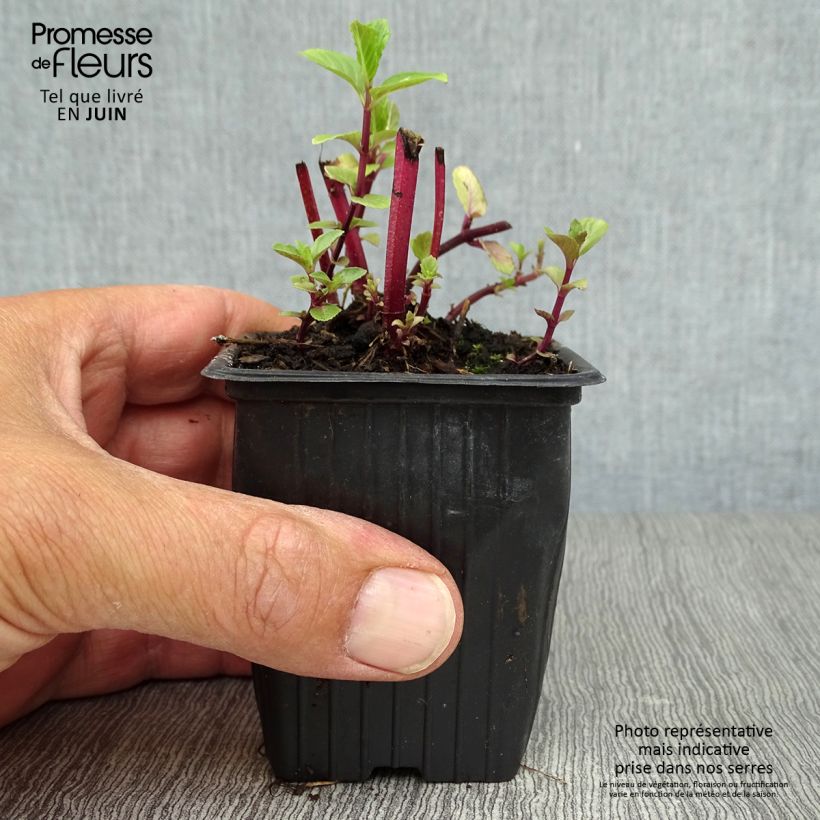Ejemplar de Menta argelina Maceta de 7/8 cm entregado en verano