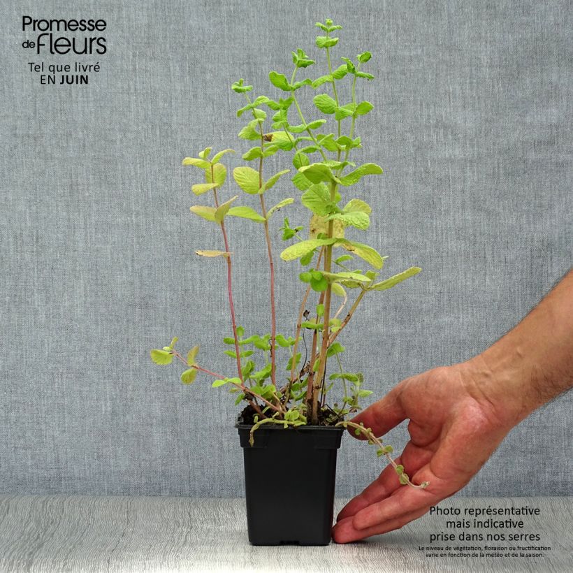 Ejemplar de Menta officinalis Alba Maceta de 8/9 cm entregado en verano