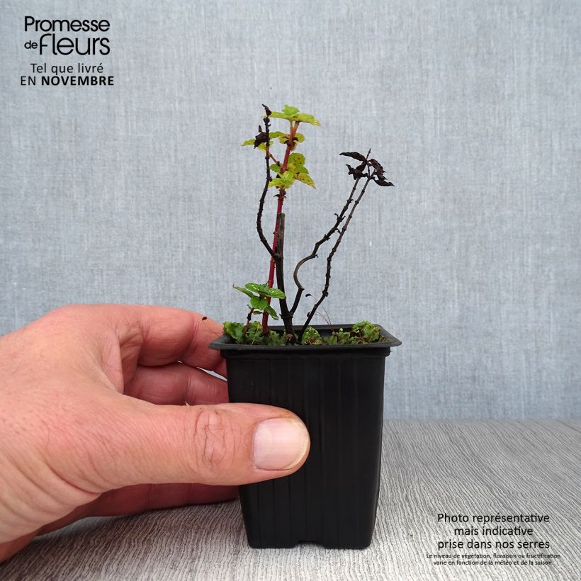 Ejemplar de Menta china Maceta de 8/9 cm entregado en otoño