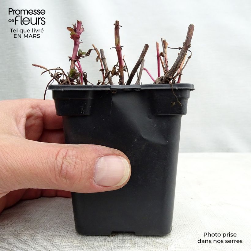 Menta china Maceta de 8/9 cm Ejemplar entregado en la primavera