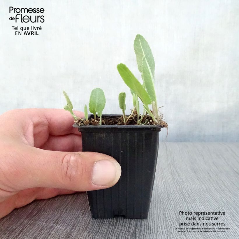 Hierba de Santa María - Tanacetum balsamita Maceta de 7/8 cm Ejemplar entregado en la primavera