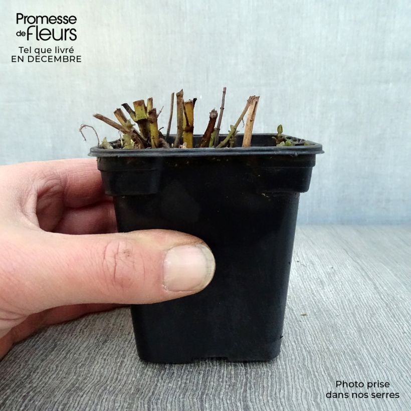 Menta bergamota Eau de Cologne Maceta de 7/8 cm Ejemplar entregado en invierno