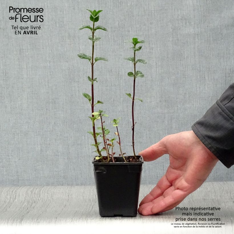 Menta bergamota Eau de Cologne Maceta de 7/8 cm Ejemplar entregado en la primavera