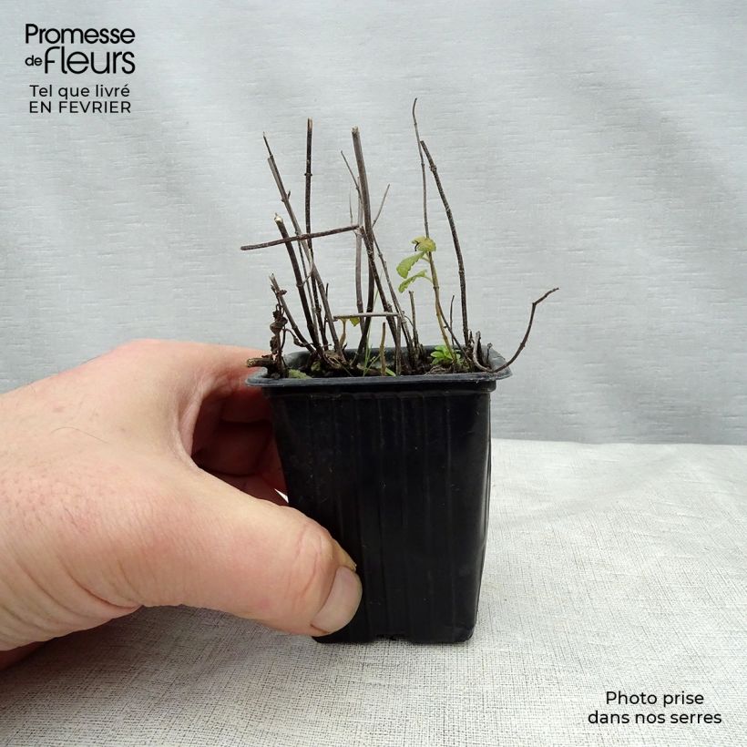 Hierbabuena Fraise Bio Maceta de 7/8 cm Ejemplar entregado en invierno