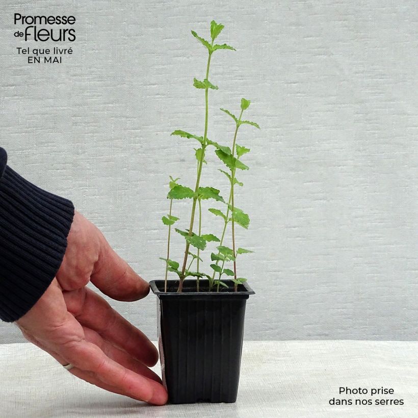 Hierbabuena Fraise Bio Maceta de 7/8 cm Ejemplar entregado en la primavera