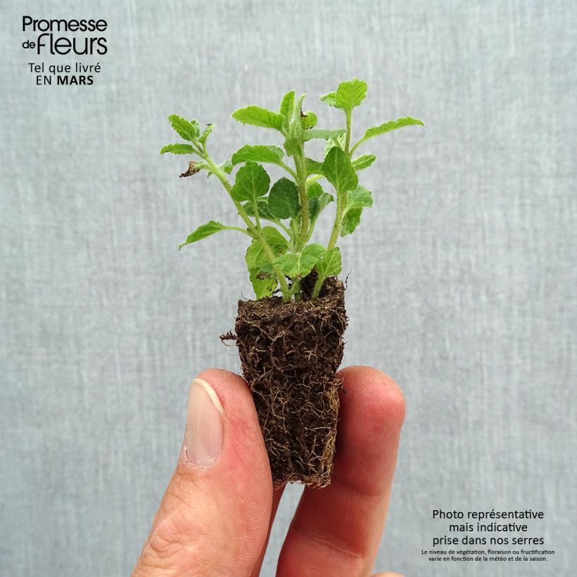 Hierbabuena Fraise Bio minicepellón: Ø 3/4 cm Ejemplar entregado en la primavera