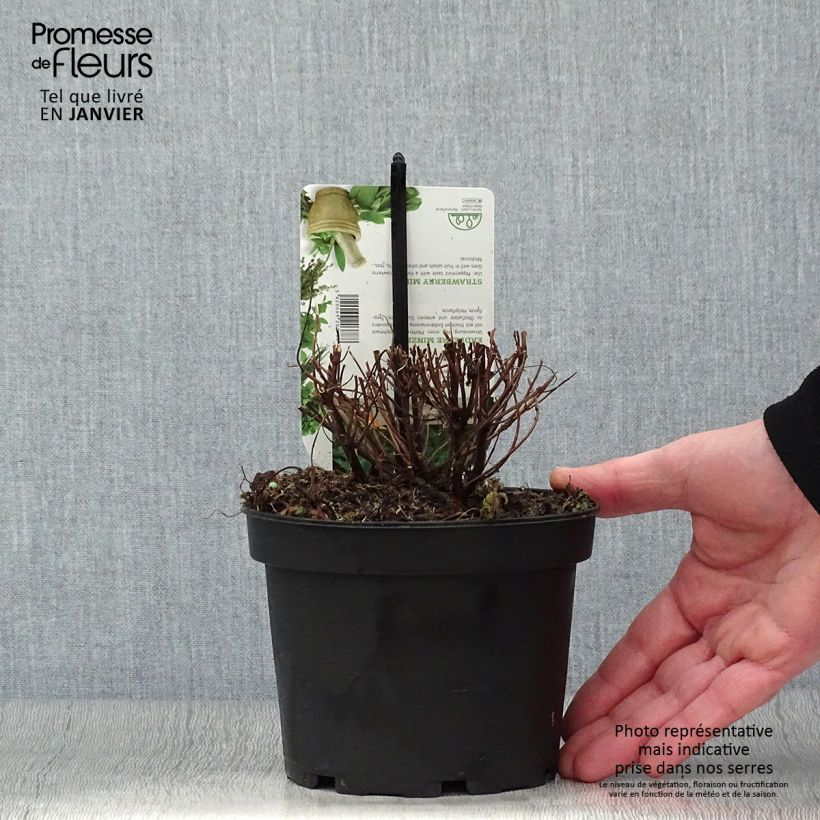 Hierbabuena Fraise Maceta 1,5L/2L Ejemplar entregado en invierno