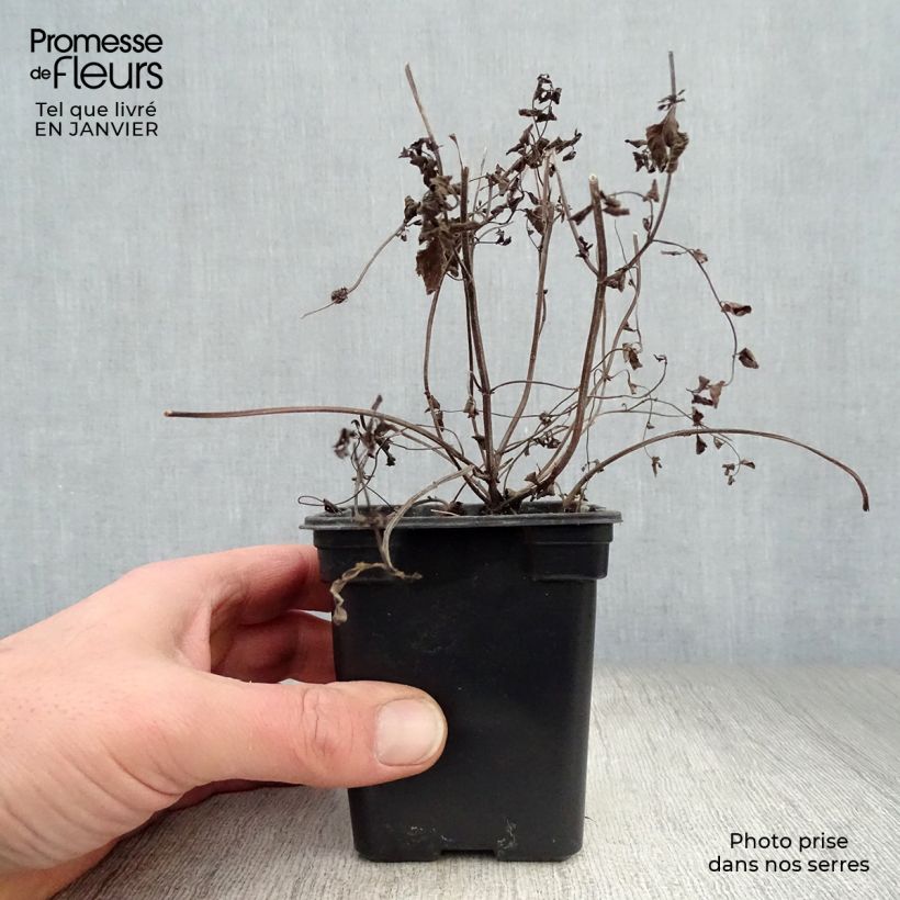 Menta Ginger Bio Maceta de 7/8 cm Ejemplar entregado en invierno