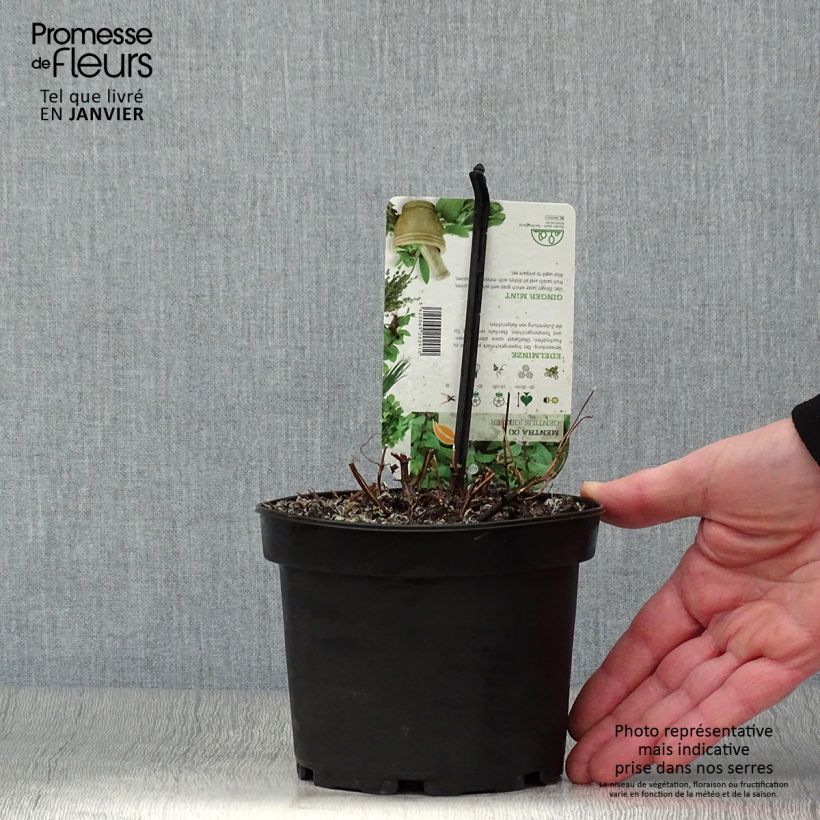 Menta Ginger Maceta 1,5L/2L Ejemplar entregado en invierno