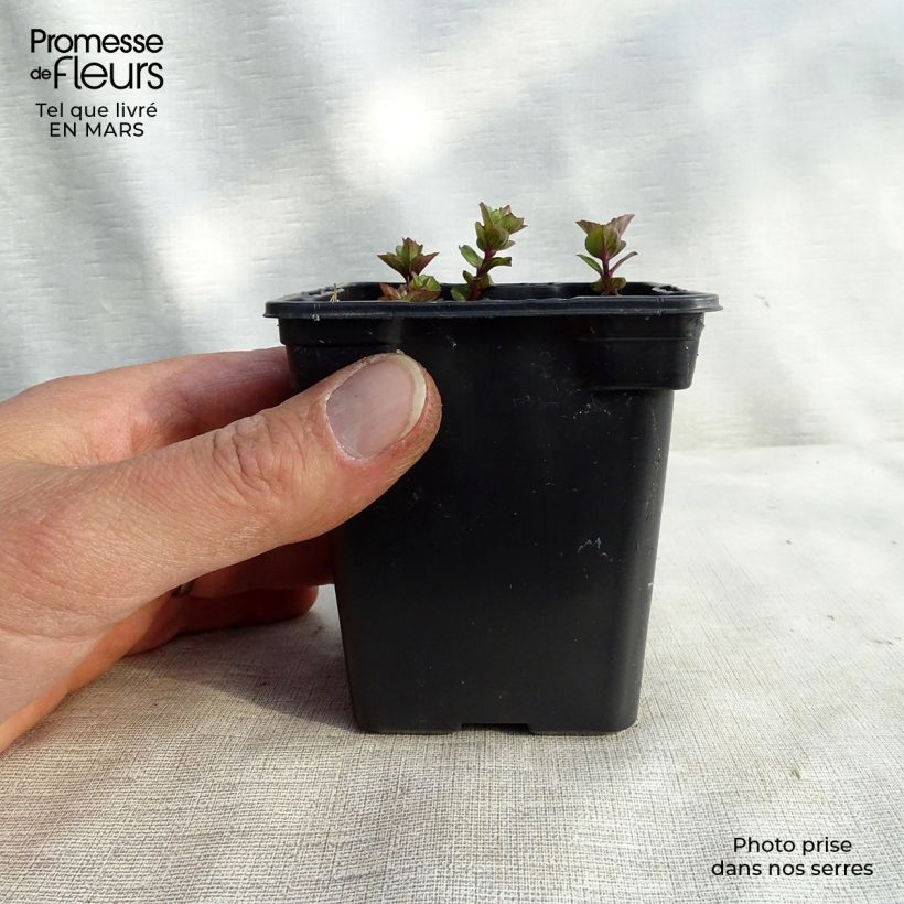 Menta bergamota Goût d'Orange Maceta de 8/9 cm Ejemplar entregado en la primavera