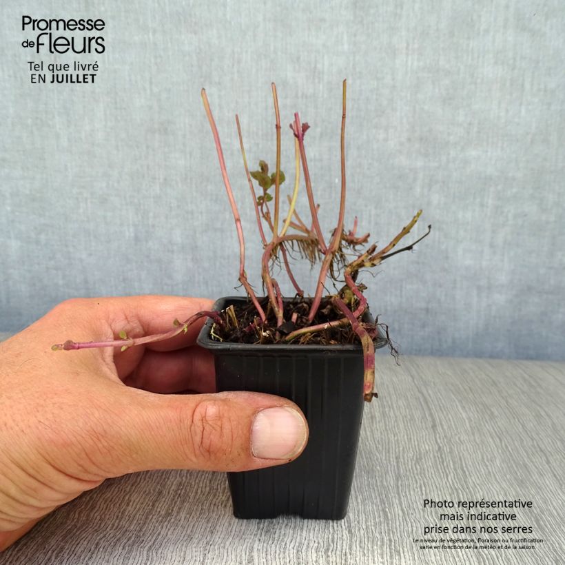 Ejemplar de Menta bergamota Goût d'Orange Maceta de 8/9 cm entregado en verano