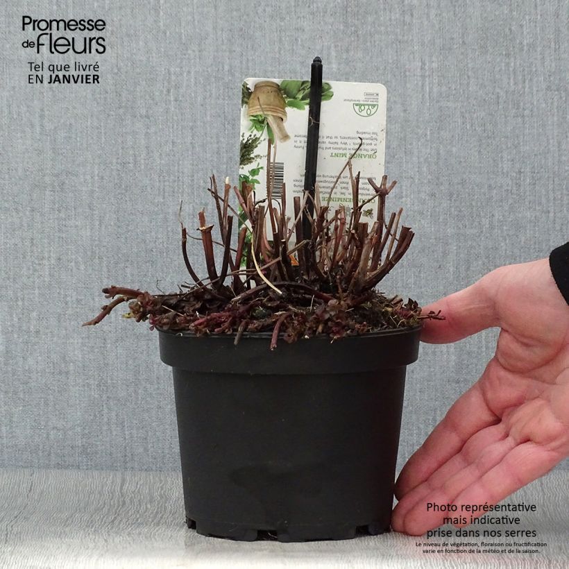 Menta bergamota Goût d'Orange Maceta 1,5L/2L Ejemplar entregado en invierno