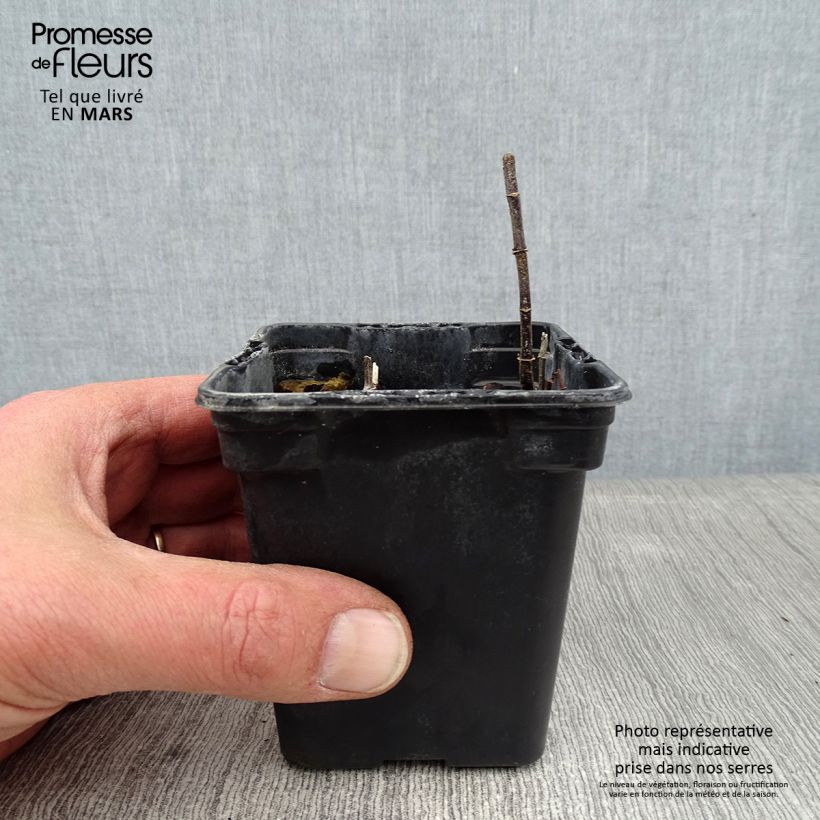 Hierbabuena Wintergreen Maceta de 8/9 cm Ejemplar entregado en invierno