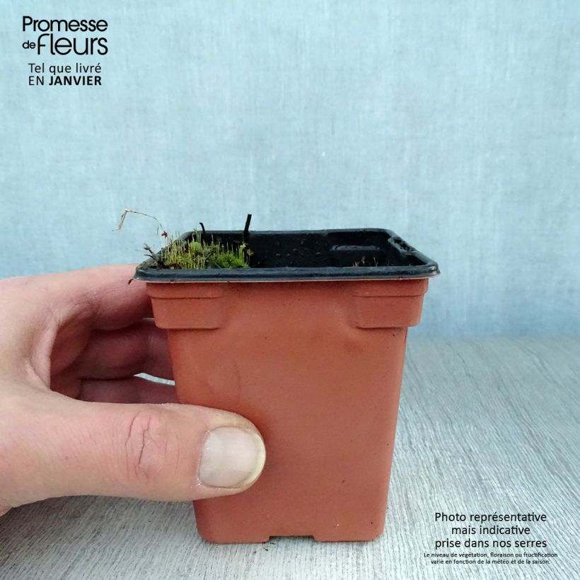 Menta Mojito Maceta de 7/8 cm Ejemplar entregado en invierno