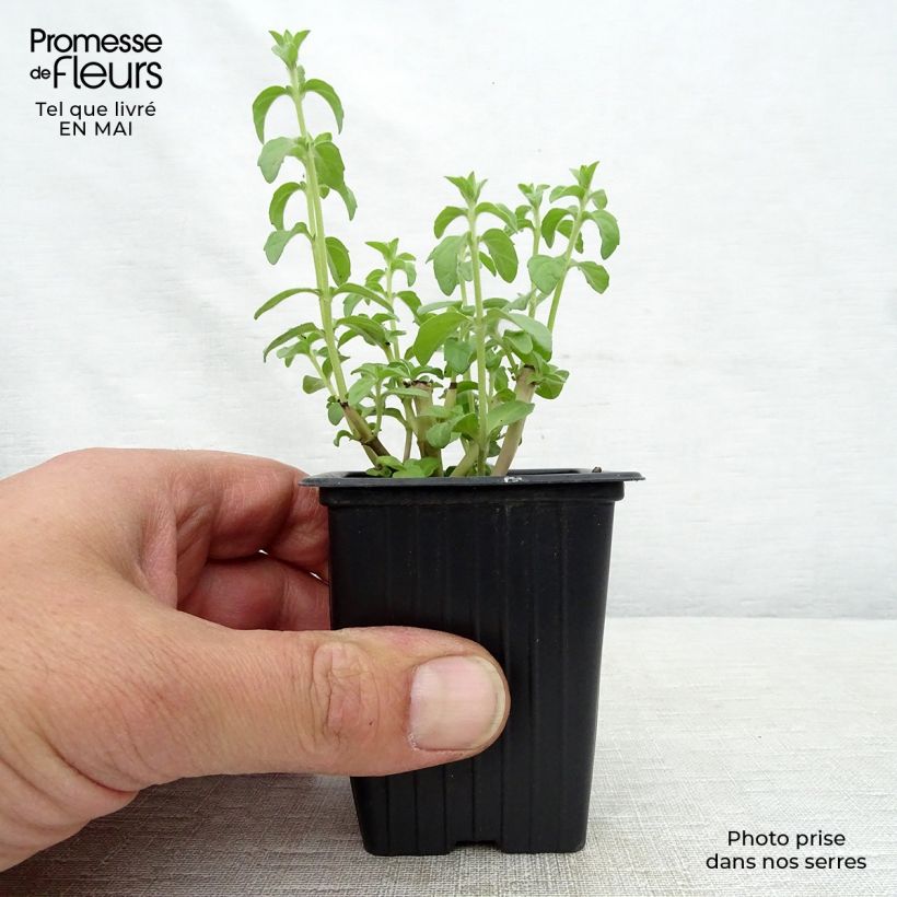 Poleo - Mentha pulegium Maceta de 8/9 cm Ejemplar entregado en la primavera