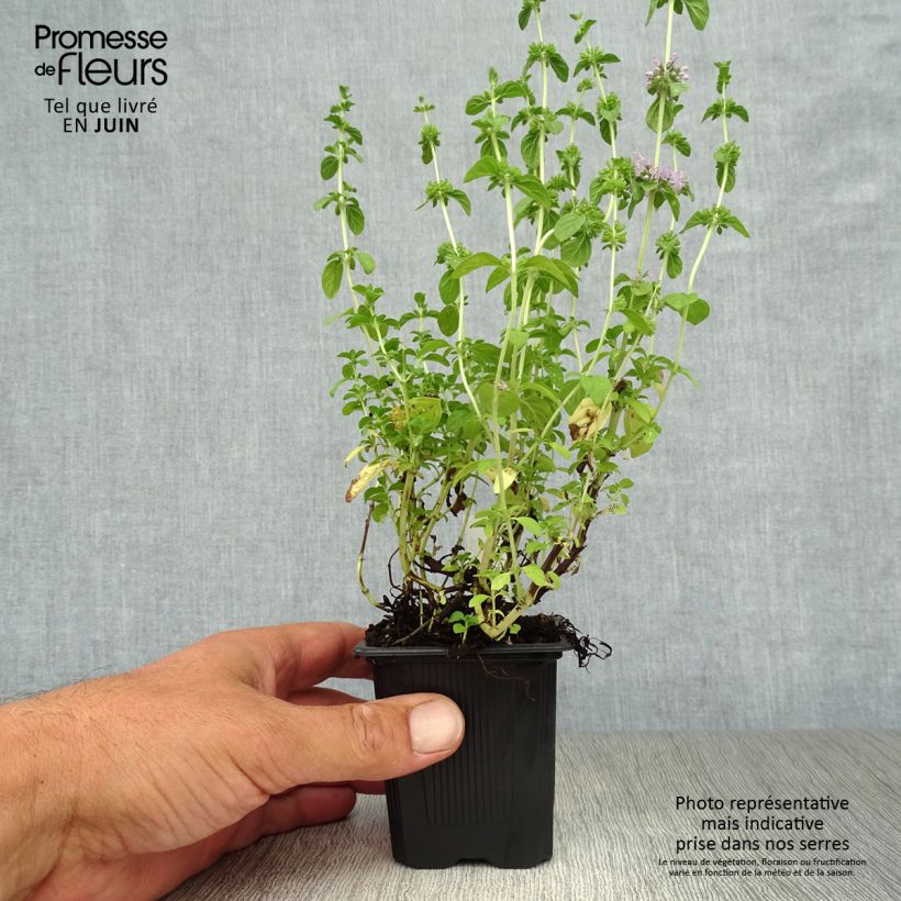 Ejemplar de Poleo - Mentha pulegium Maceta de 8/9 cm entregado en verano