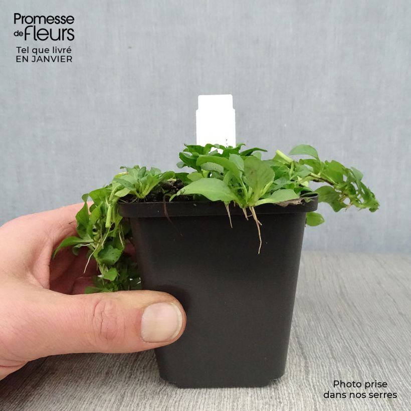 Poleo - Mentha pulegium Maceta de 8/9 cm Ejemplar entregado en invierno