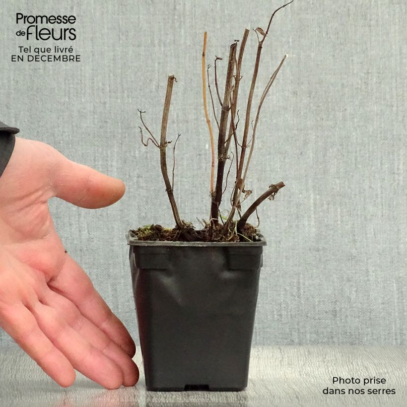 Hierbabuena Rusa Maceta de 7/8 cm Ejemplar entregado en invierno