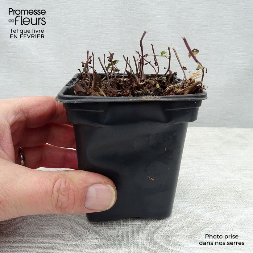 Menta tunecina Maceta de 8/9 cm Ejemplar entregado en invierno