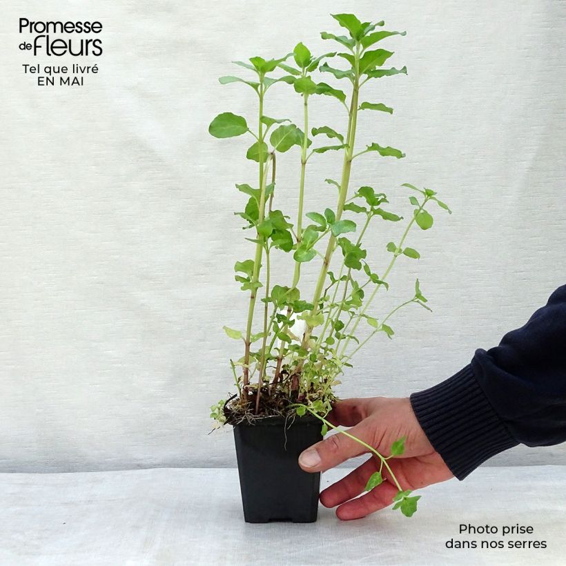 Menta de agua - Mentha aquatica Maceta de 8/9 cm Ejemplar entregado en la primavera