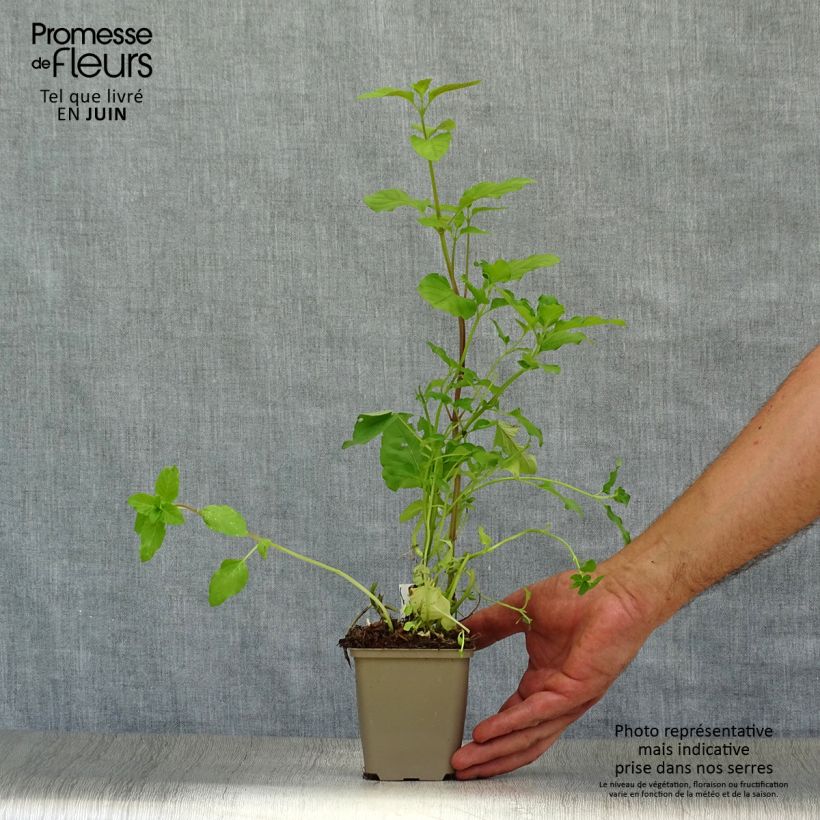 Ejemplar de Menta de agua - Mentha aquatica Maceta de 8/9 cm entregado en verano