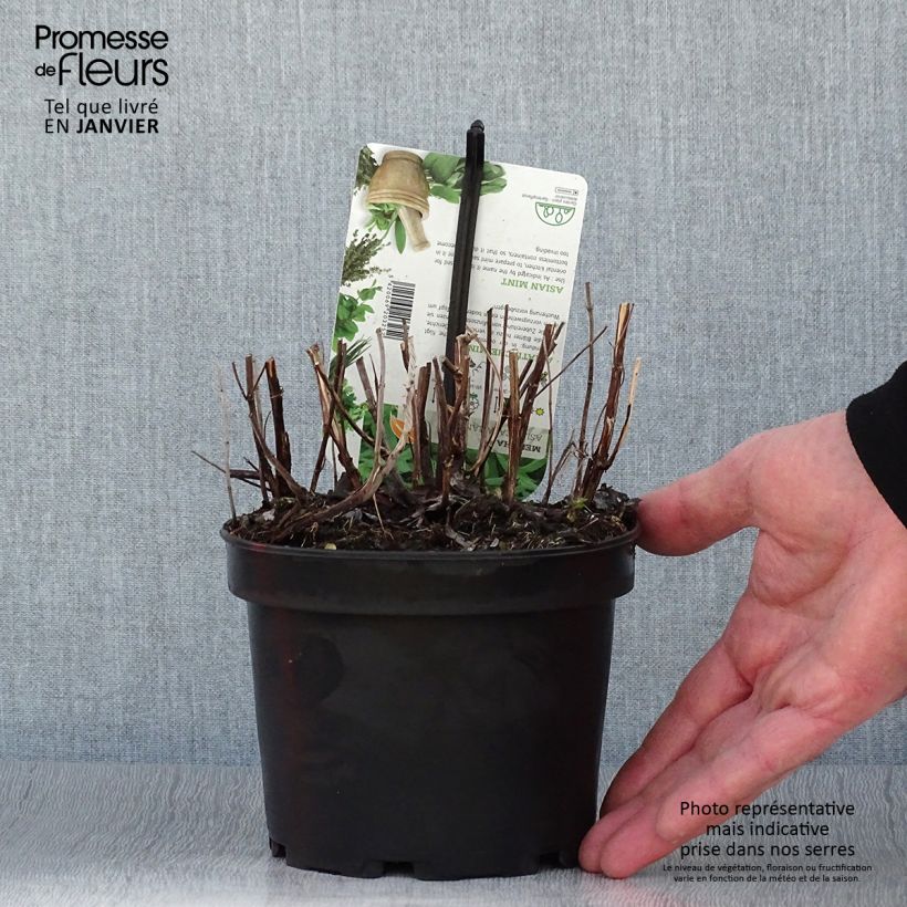 Menta japonesa Maceta 1,5L/2L Ejemplar entregado en invierno