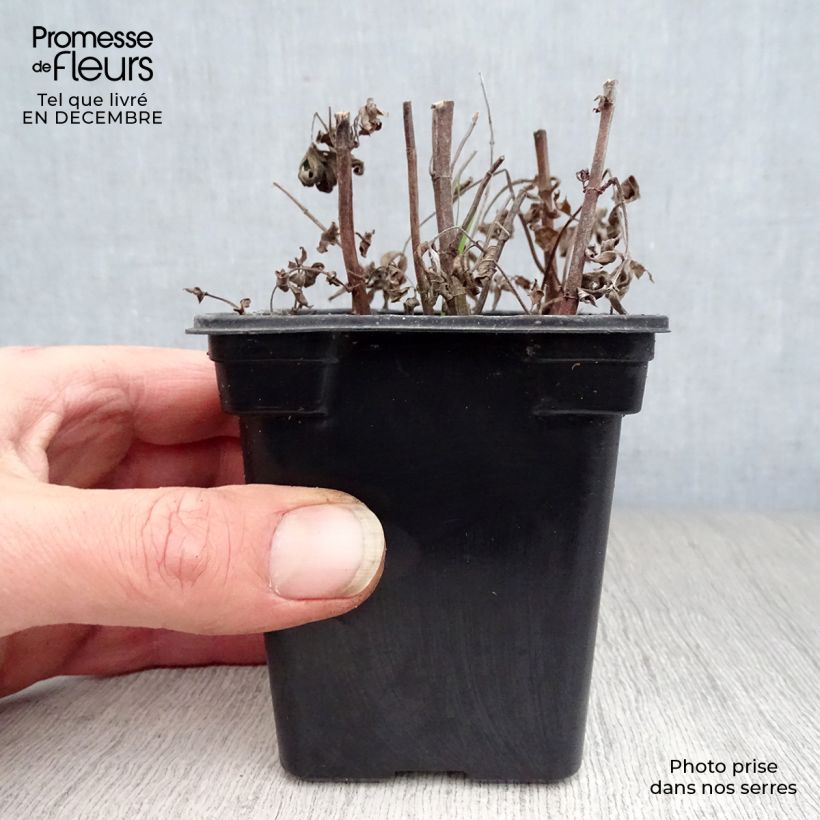 Menta de caballo Buddleja Maceta de 8/9 cm Ejemplar entregado en invierno