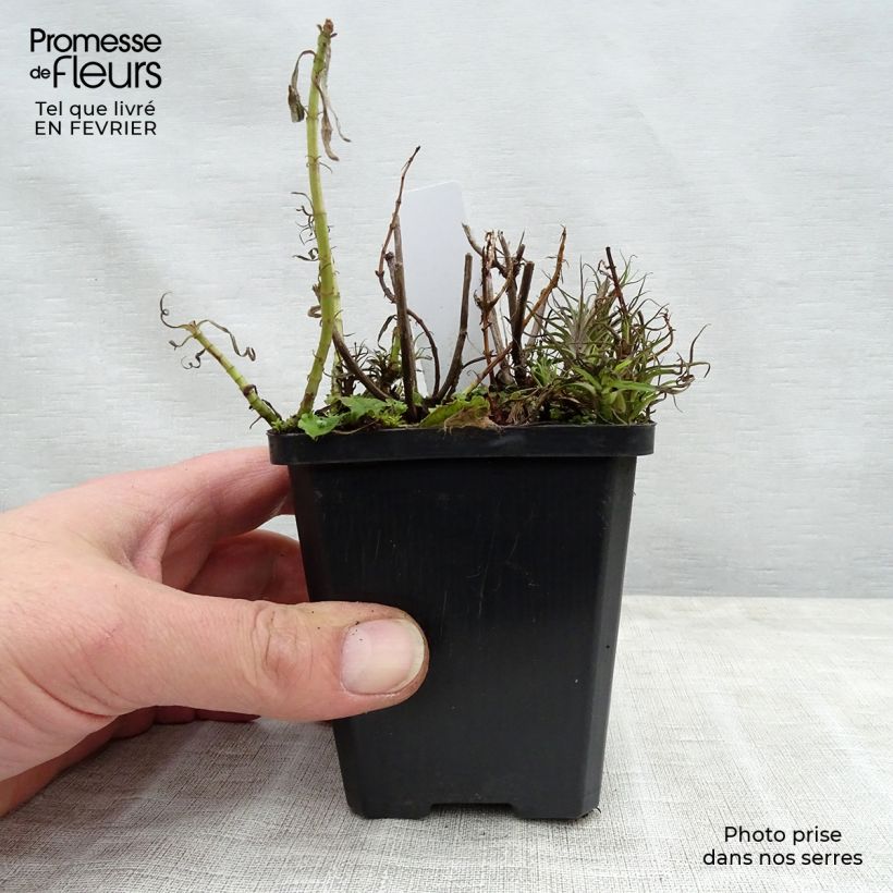Poleo de ciervo - Mentha cervina Maceta de 8/9 cm Ejemplar entregado en invierno