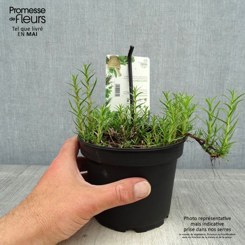 Poleo de ciervo - Mentha cervina Maceta 1,5L/2L Ejemplar entregado en la primavera