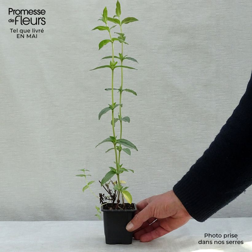 Menta de montaña - Pycnanthemum muticum Maceta de 8/9 cm Ejemplar entregado en la primavera