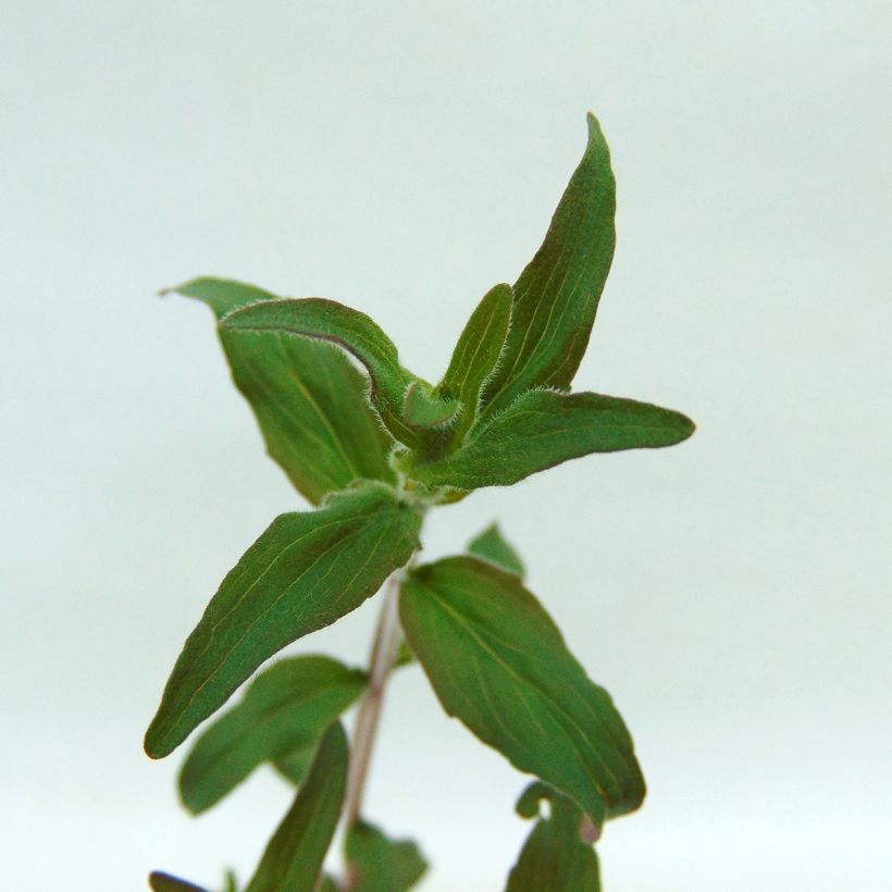 Menta de montaña peluda - Pycnantemum pilosum (Follaje)