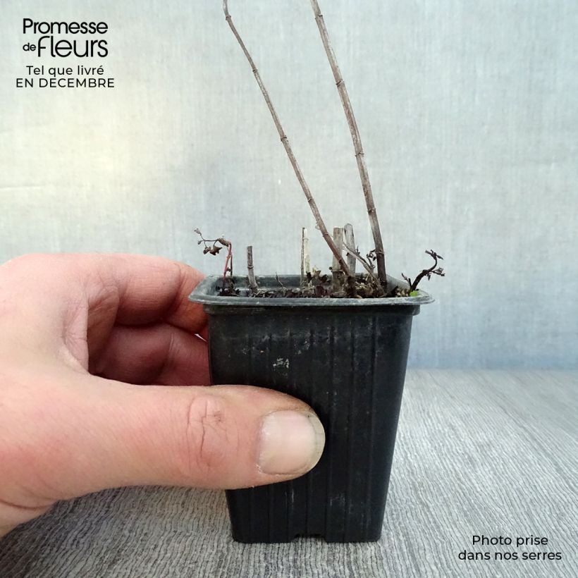 Menta española Maceta de 8/9 cm Ejemplar entregado en invierno