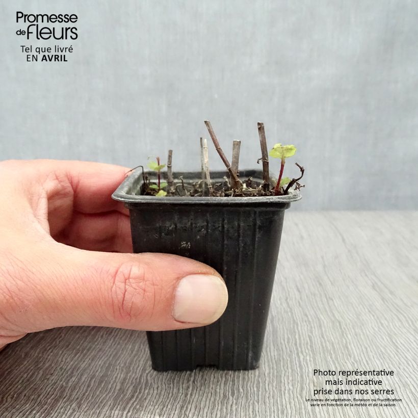 Menta española Maceta de 8/9 cm Ejemplar entregado en la primavera